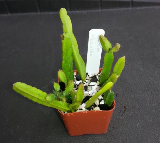 http://www.cloudjungle.com/cloudjungle/Cactaceae/Rhipsalis/Rhipsalis micrantha forma micrantha.jpg